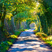 The winding country lane