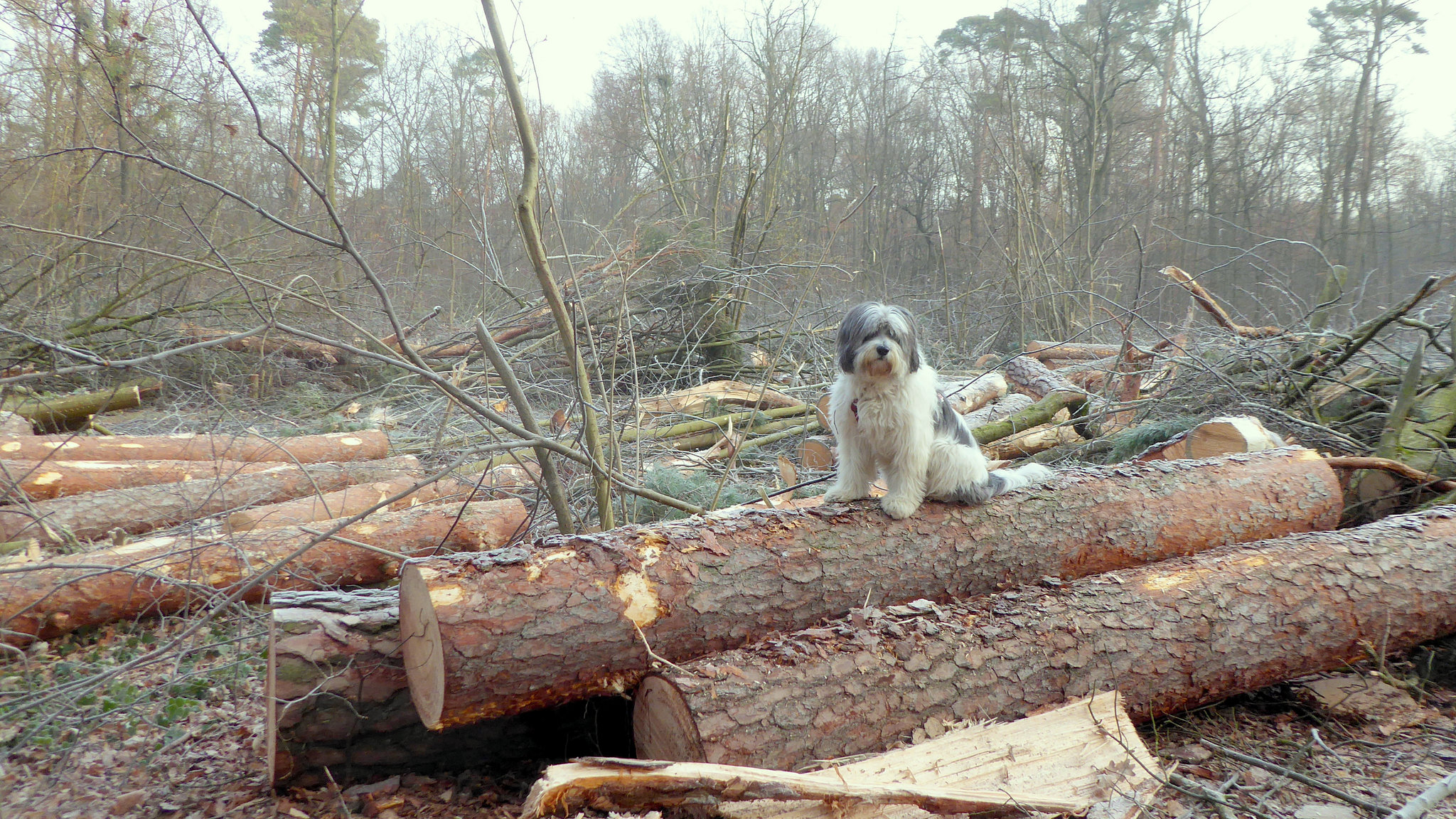 Lena und der Kahlschlag im Mutterstadterwald