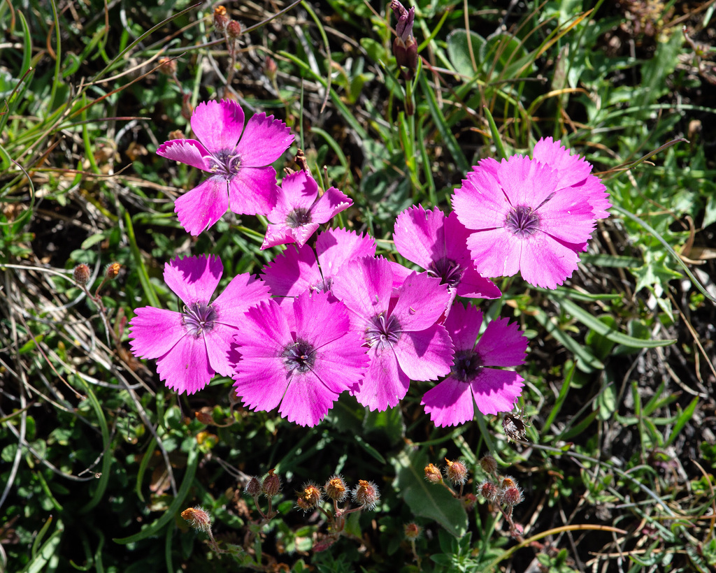 Dianthus pavonius - Pfauen-Nelke, Oeillet oeil de paon, Garofano pavonio