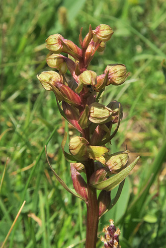 Dactylorhiza viridis = orchis grenouille, Lac des Dix, Valais (Suisse)