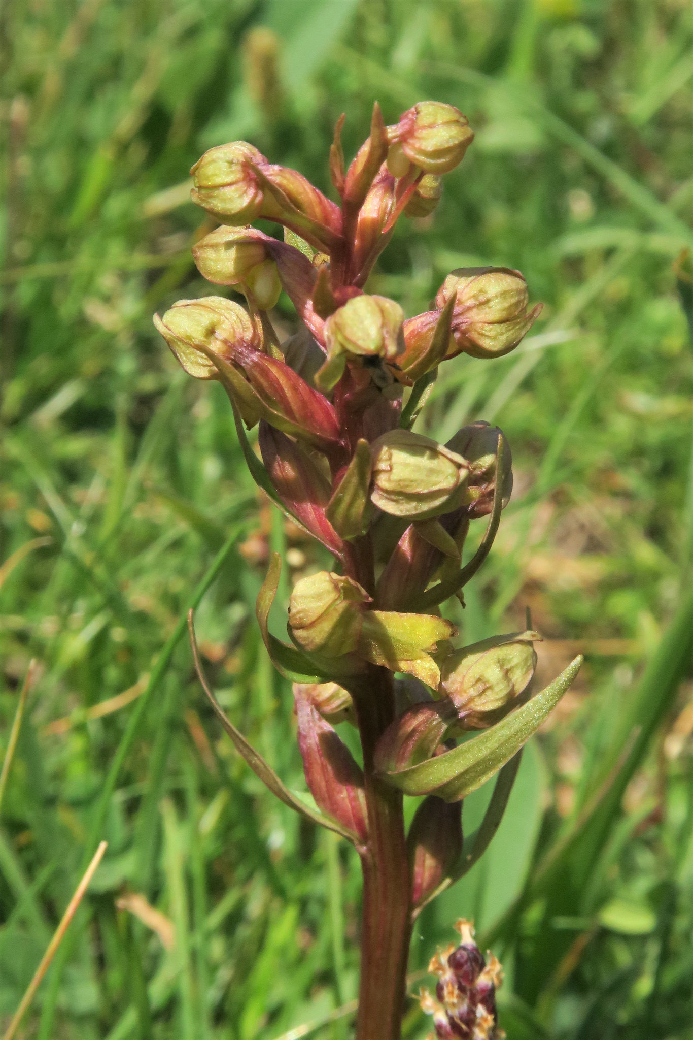 Dactylorhiza viridis = orchis grenouille, Lac des Dix, Valais (Suisse)