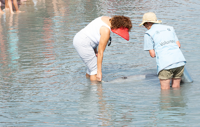 Dolphin Feeding Monkey Mia