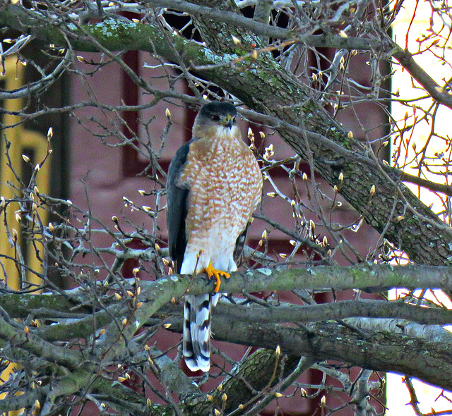 A Cooper's Hawk...