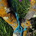 Penedos, Blue rope L1010234