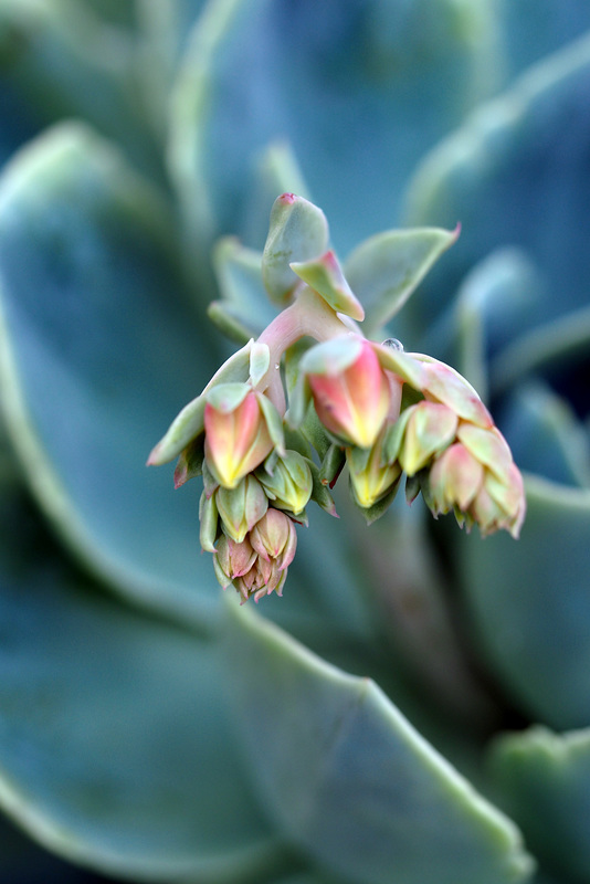 echeveria glauca