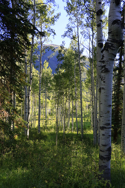 Maroon-Snowmass Trail