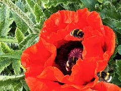 Viele Besucher auf der Mohnblüte     (picinpic)