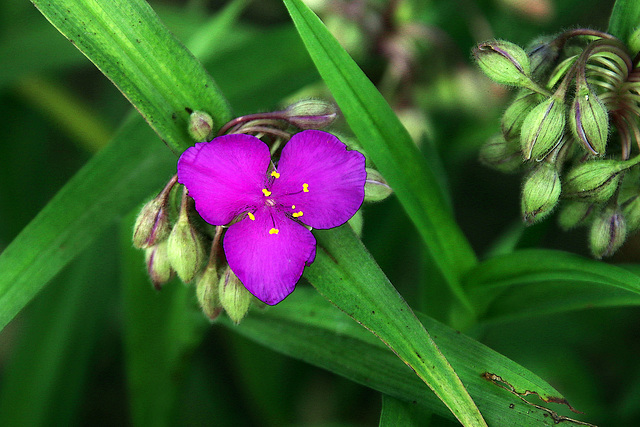 DOMCHO tu as deux minutes pour nous communiquer le nom de cette fleur ... DOMCHO tu as deux minutes pour nous communiquer le nom de cette fleur ...