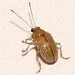 Grape Colaspis Leaf Beetle