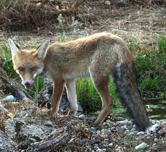 VULPES Vulpes VULPES Vulpes
