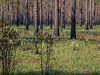 Longleaf pine savannah in the Apalachicola National Forest, Liberty County Florida