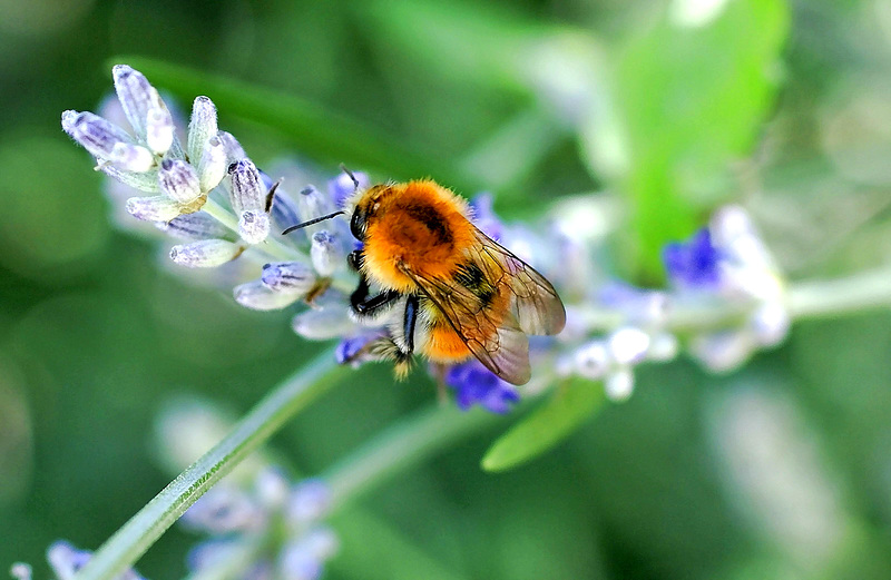 Mooshummel (Bombus muscorum) ©UdoSm