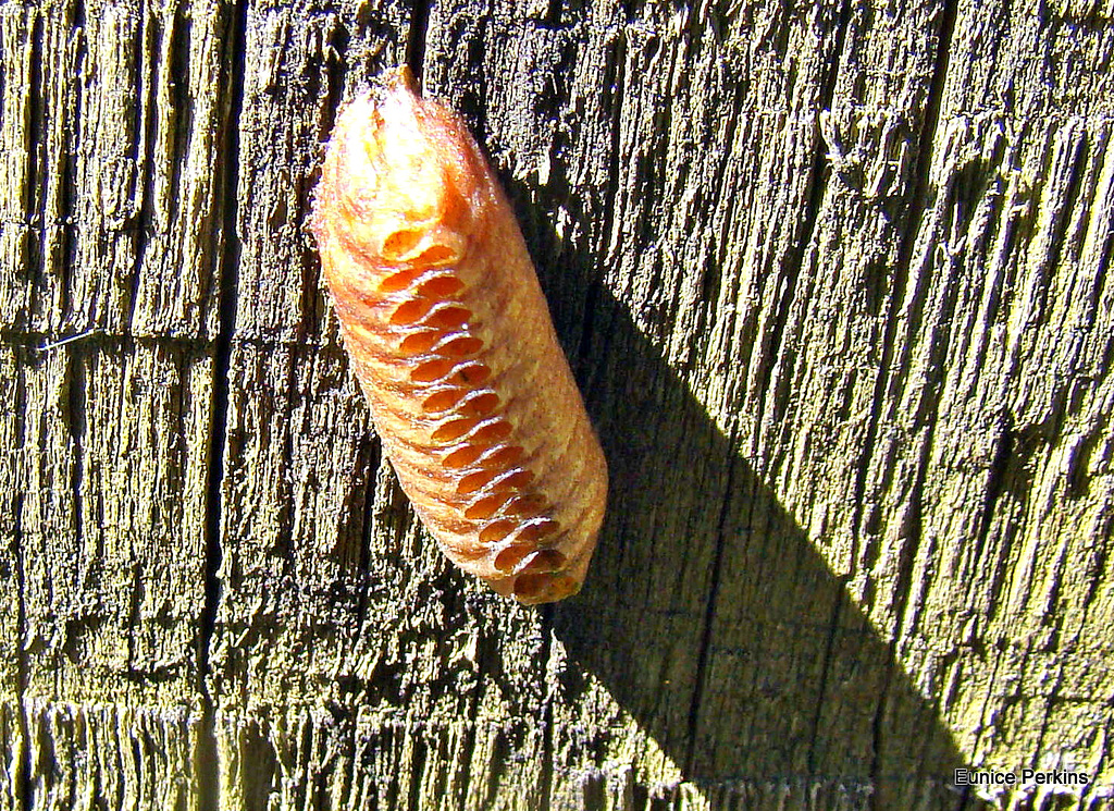 Preying Mantis Egg Case.