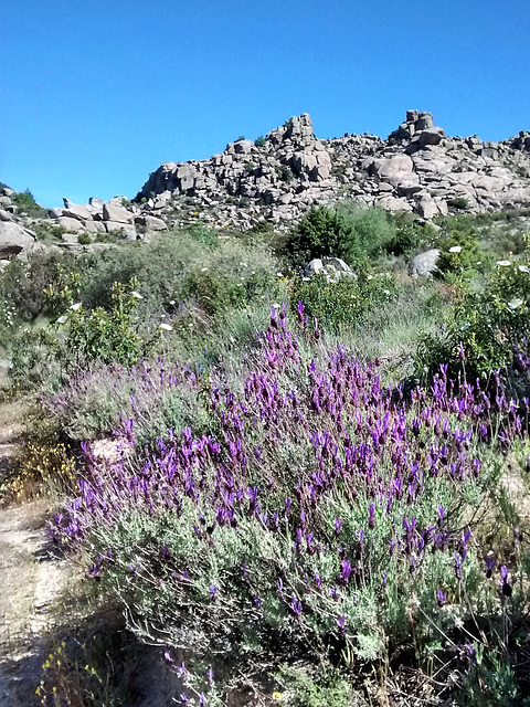 Peña del Tejo, granite and Lavender