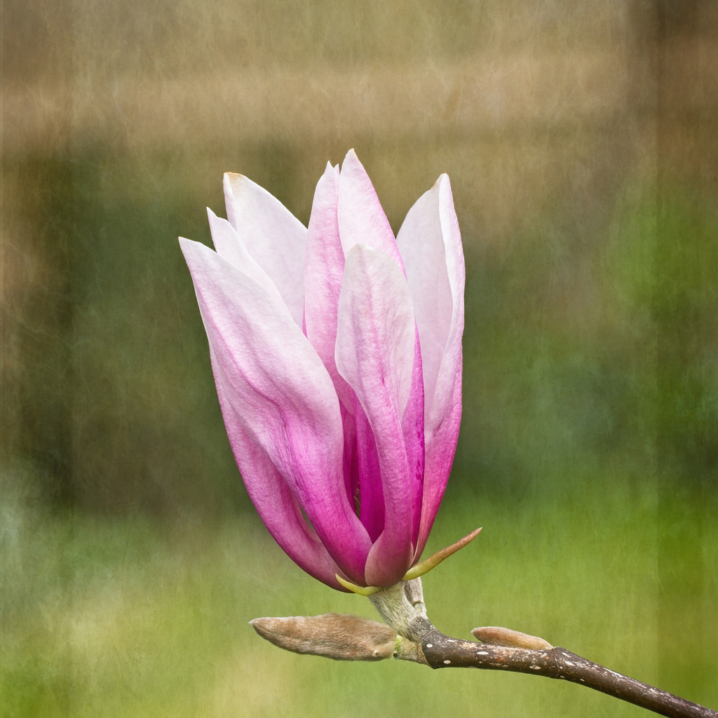 Magnolia