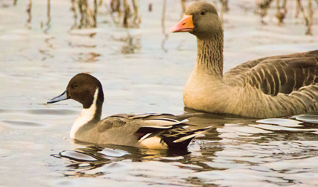 IMG 4468 Pintail and Goosev2