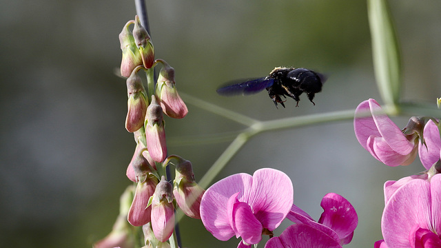 Abeille charpentière Abeille charpentière