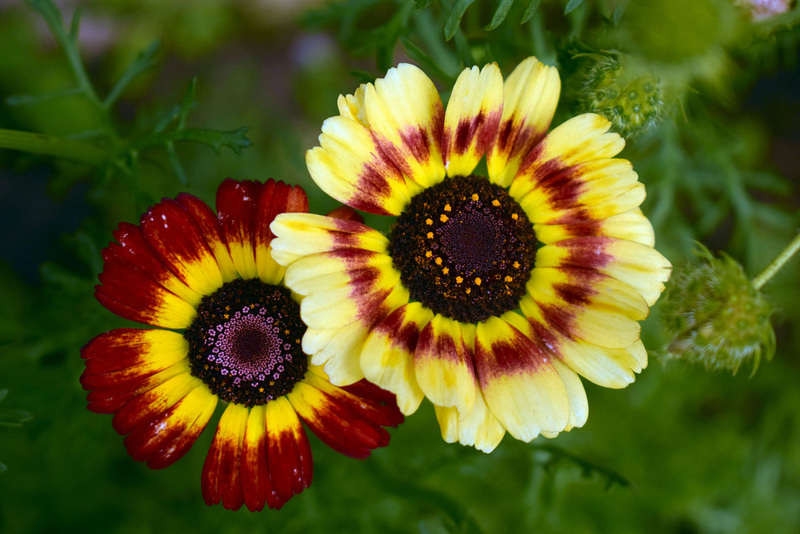 Chrysanthemum Carinatum