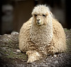 Huacaya alpaca