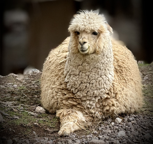 Huacaya alpaca