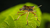 Die Marmorierten Baumwanze (Halyomorpha halys) am Blatt :)) The brown marmorated stink bug (Halyomorpha halys) on the leaf :)) La punaise marbrée (Halyomorpha halys) sur la feuille :))
