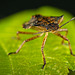 Die Marmorierten Baumwanze (Halyomorpha halys) am Blatt :)) The brown marmorated stink bug (Halyomorpha halys) on the leaf :)) La punaise marbrée (Halyomorpha halys) sur la feuille :))