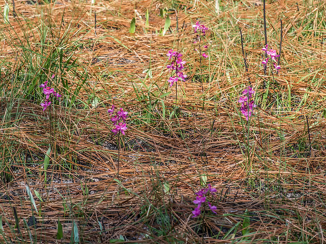 Calopogon multiflorus (Manyflowered Grass-pink orchid)