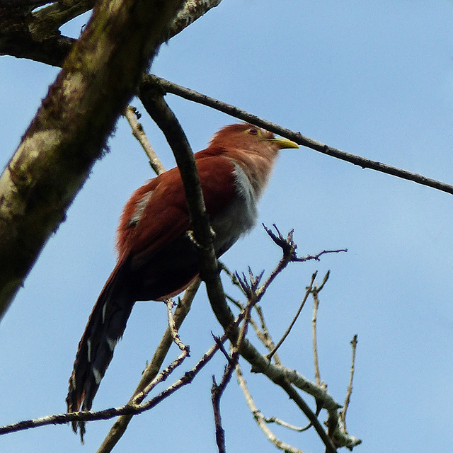 Squirrel Cuckoo / Piaya cayana, Asa Wright, Bellbird walk