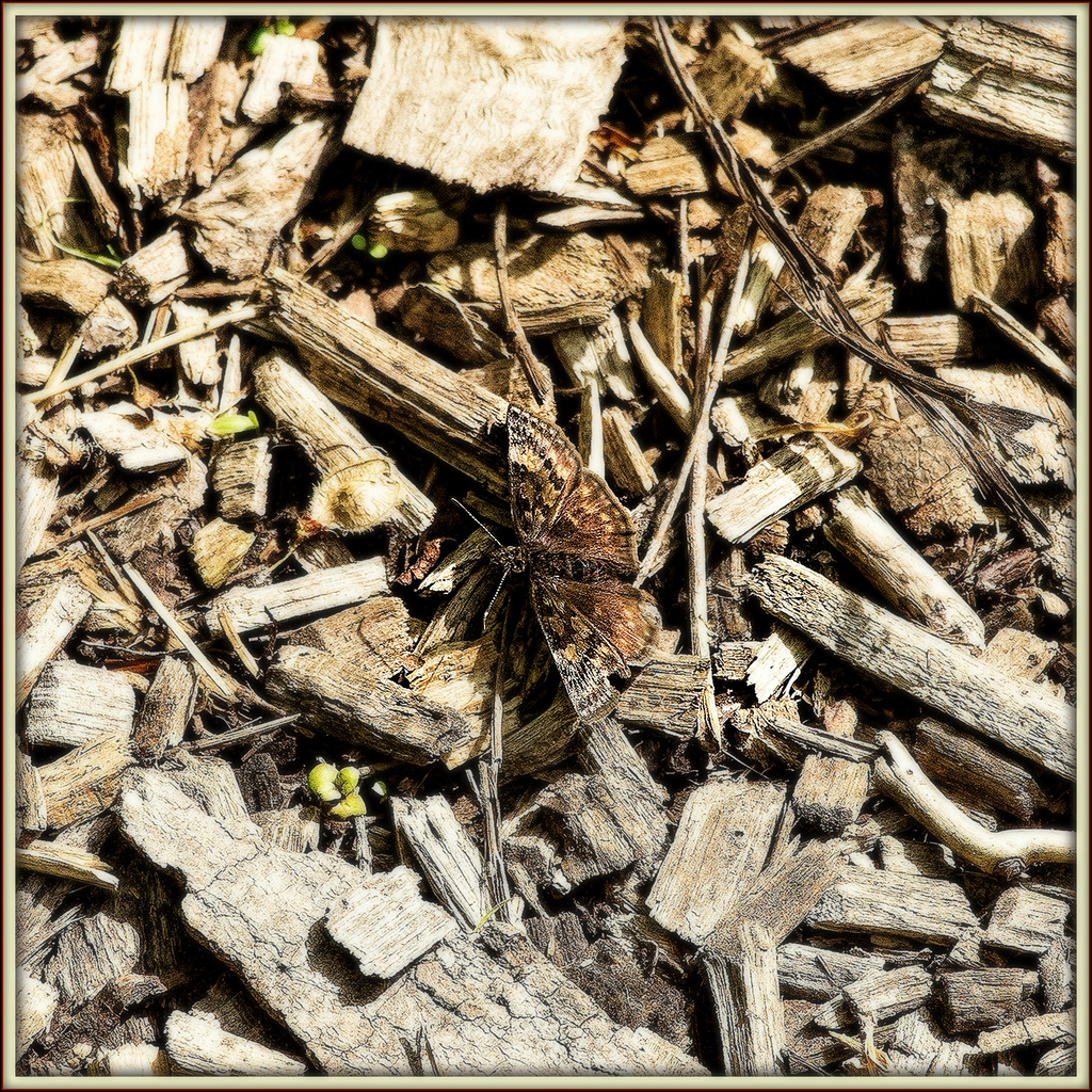 Comma Butterfly - Camoflauged by Wood Chips