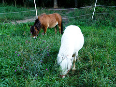 DE - Altenahr - Pferdchen beim Frühstück