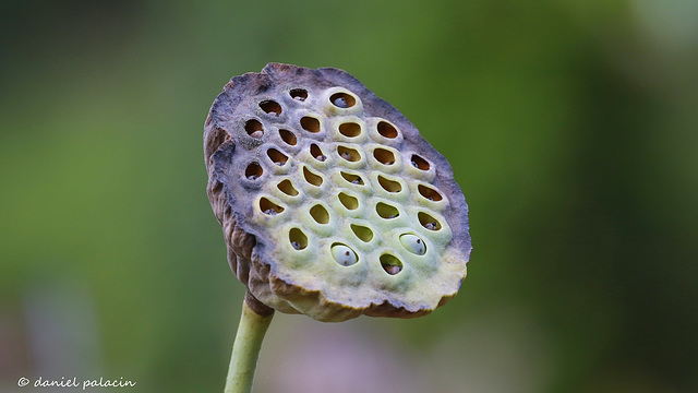 Fleur de Lotus