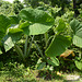 Mexico, Palenque, Huge Leaves in the Jungle of Yucatan