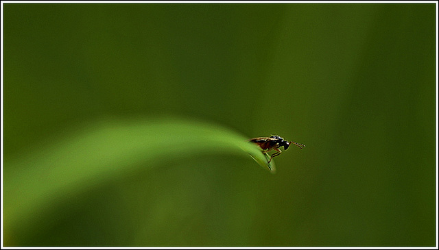 Le surfeur sur herbe......