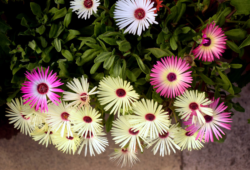 Livingstone Daisy