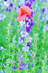 poppy on purple 2