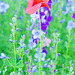 poppy on purple 2