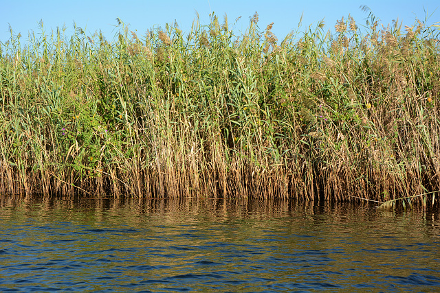 Botswana, Wall of Reeds on the Shore of Sedudu Island