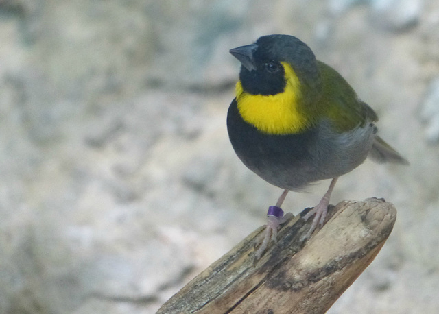 Schönbrunn Zoo (8) - 21 August 2017