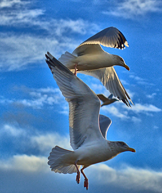 Gulls at North Shields