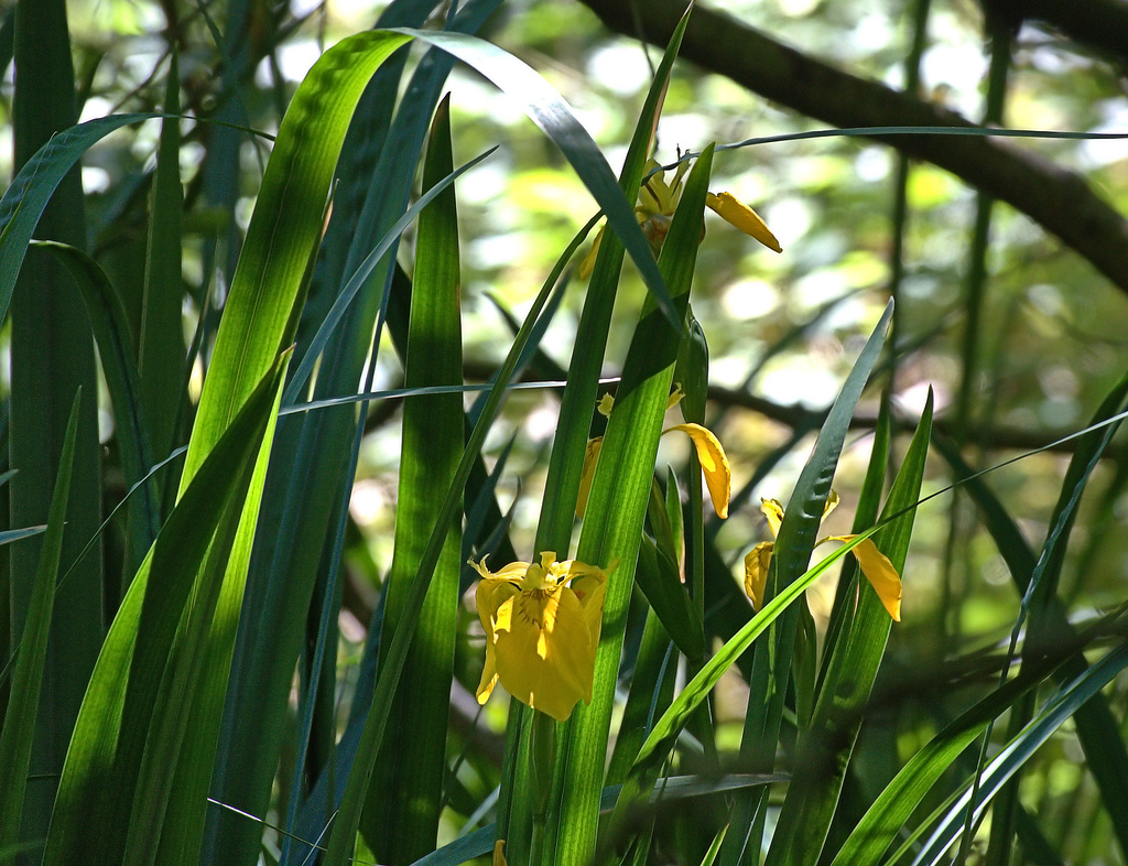 Summer Light 8