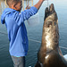 Namibia, Feeding the Brown Fur Seal in Walvis Bay