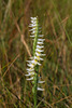 Spiranthes longilabris (Long-lipped Ladies'-tresses orchid)