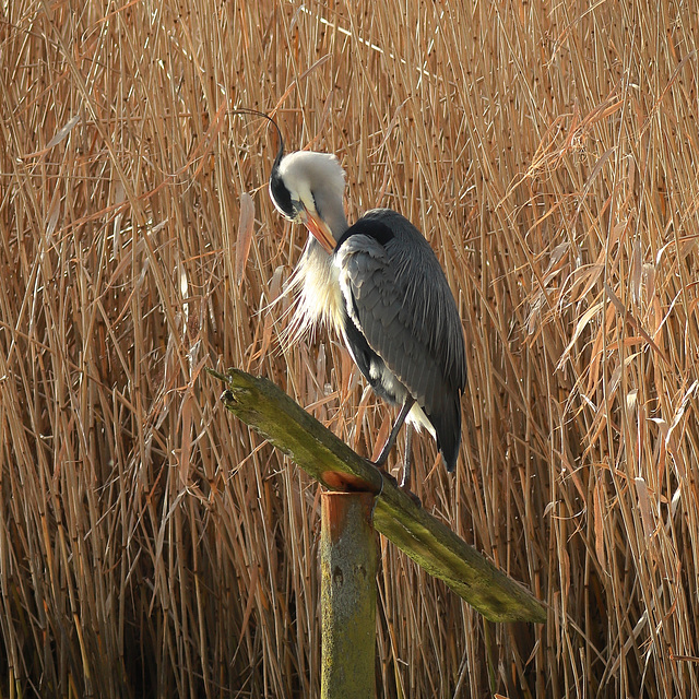 EOS 90D Peter Harriman 14 04 49 56826 heron dpp