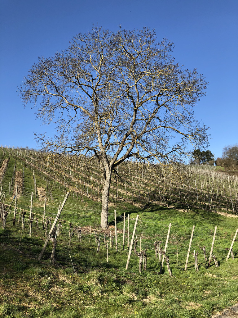 In den Weinbergen