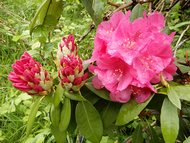 Rhododendron