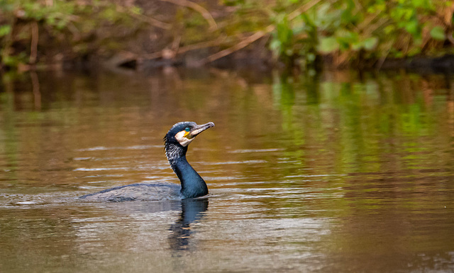 Cormorant