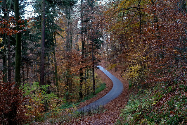 Waldstrasse. Nicht Holzweg ;-)