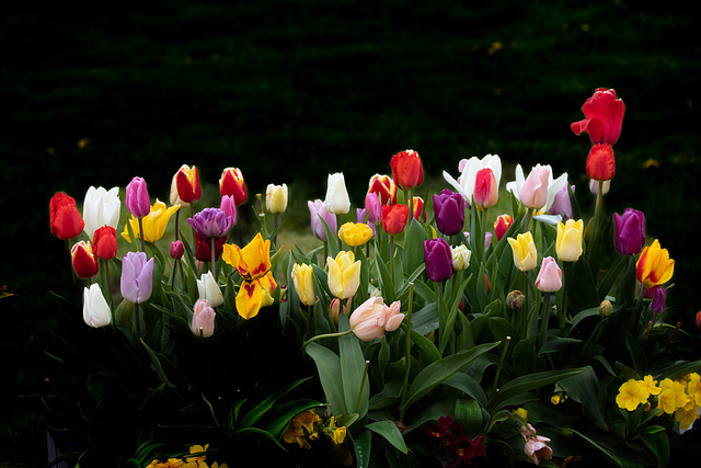 Who doesn't like Tulips?