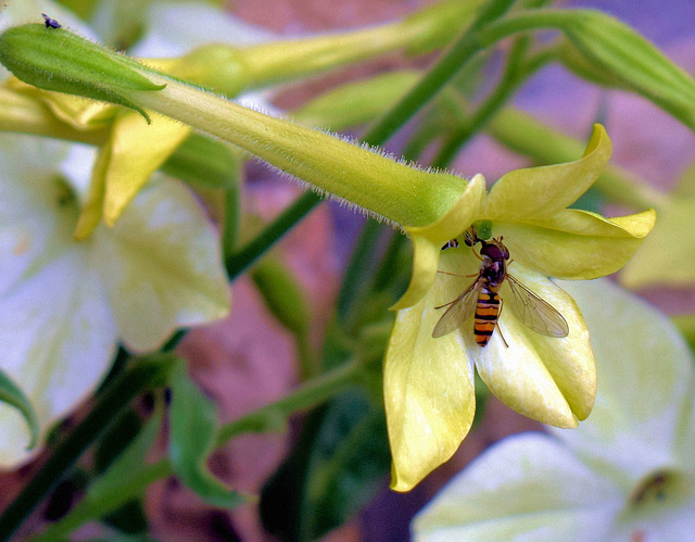 Hoverfly on Tobacco Flower