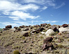 Petrified Wood Hill